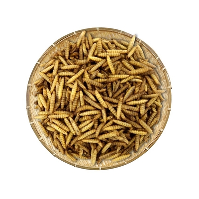 Dried Black Soldier Fly Larvae/protein&amp;calcium for animal feed