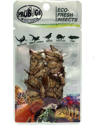Eco-fresh Cricket/feed grade/poultry/Aquarium