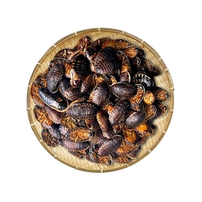 Dried Dubia Cockroach/rich meat for animal food