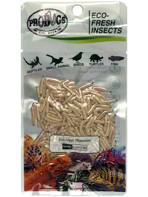 Eco-fresh Riceworm/Proteinsupply for pet food /poultry food